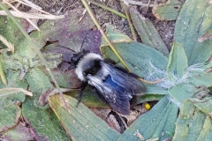 20200424_cfAndrena-cineraria-Weibchen