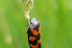 20200522_Blutzikade