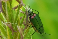 20200522_cf-Malachius-bipustulatus