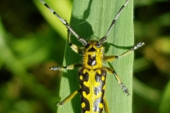 20200530_Leiterbock
