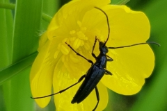 20200530_cf-Strangalia-aethiops