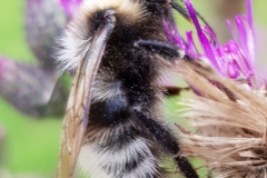 20200708_Ackerhummel