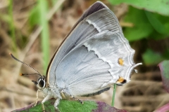20200711_Blauer-Eichenzipfelfalter
