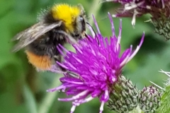 20200711_Bombus-pratorum