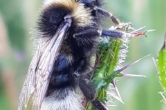 20200711_cfBombus-norvegicus