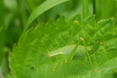 20200725_cfLeptophyes-punctatissima