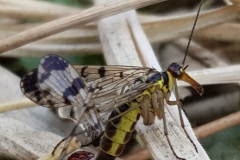20200801_Skorpionsfliege