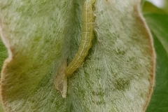 20190427_Raupe-Quitte