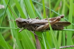 20190817_Chorthippus-cf-mollis