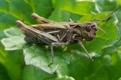 20190922_Heuschrecke1