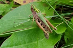 20190922_Heuschrecke2