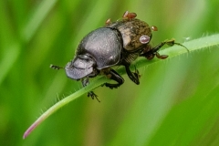 20200530_Kaefer
