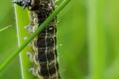 20200530_Raupe-scaled