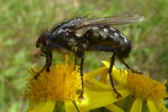 2019-07-10-Fleischfliege