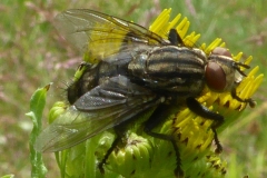 2019-07-20-Fleischfliege