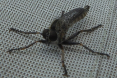 2019-07-21-Raubfliege