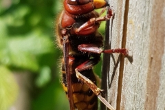 20190512_Hornisse