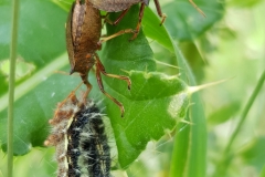 20190907_Dornwanze-Picromerus-bidens