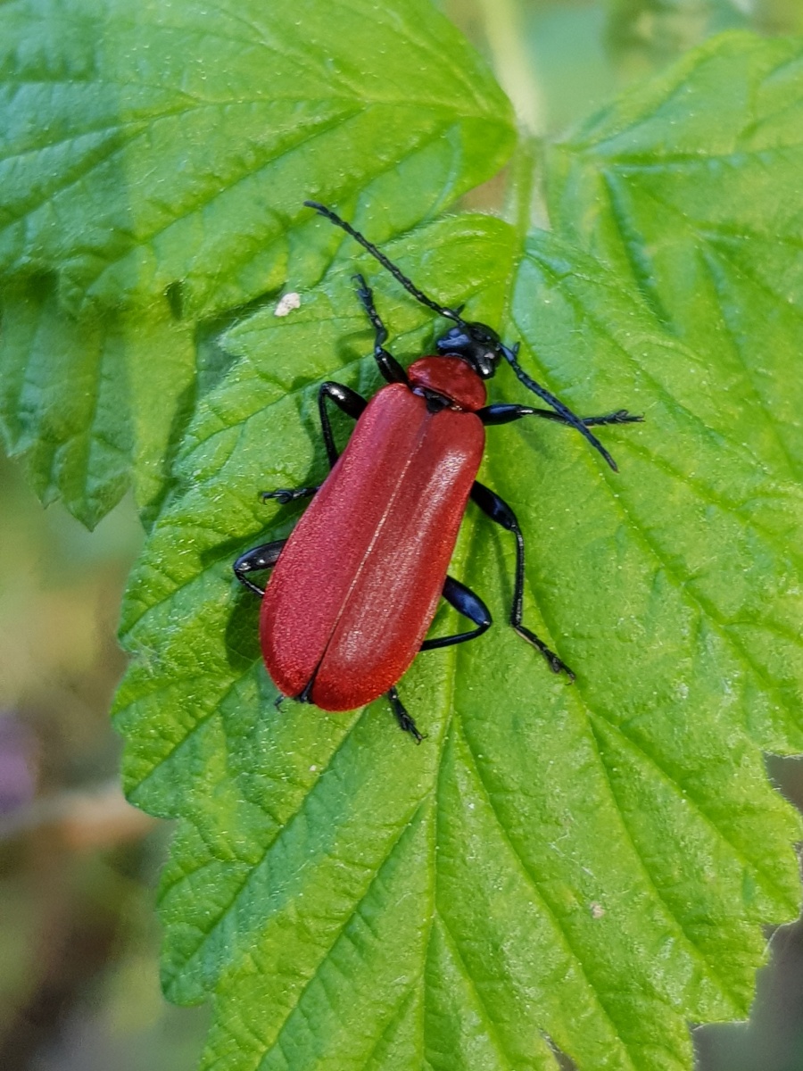 Besondere Insekten Streuobstwiese M hlenbarbek