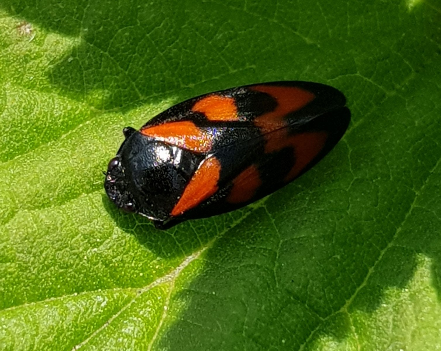 Besondere Insekten Streuobstwiese M hlenbarbek