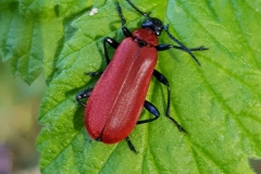 20180602_ScharlachroterFeuerkäfer