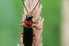 20180609_cantharis-pellucifa