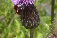 2019-07-10-Biene-Weichkaefer