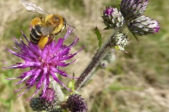 2019-07-10-Distel-Biene