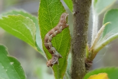 20190427_Spannerraupe