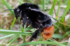 20190427_Steinhummel