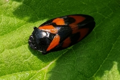 20190526_Blutzikade-Cercopis-vulnerata
