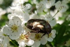 20190526_Gemeiner-Rosenkäfer