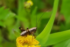 20190603_Heuschrecken-Nymphe