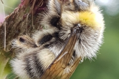 20190804_Ackerhummel