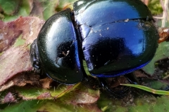 20190922_Frühlings-Mistkäfer