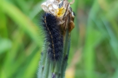 20190922_Weiße-Tigermotte-Raupe