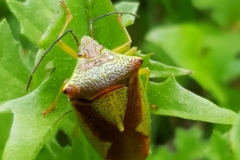 20190923_Stachelwanze