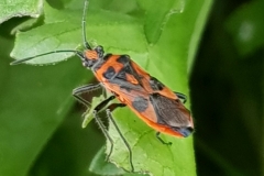 20190923_Zimtwanze