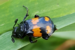20191005_Schwarzer-Schneckenjäger
