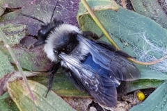 20200424_cfAndrena-cineraria-Weibchen