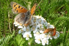 2019-07-10-Feuerfalter-Weichkaefer
