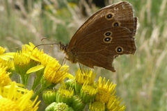 2019-07-10-Brauner-Waldvogel