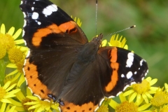 2019-08-04-Admiral
