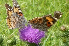 2019-08-06-Distelfalter