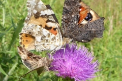 2019-08-06-Falter-auf-Distel