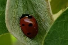 20190505_Siebenpunkt