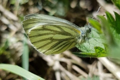20190526_Grünader-Weißling