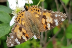 20190612_Distelfalter