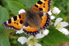 20190612_Kleiner-Fuchs