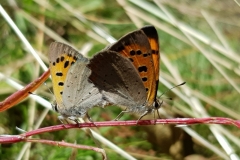 20190628_Feuerfalter-scaled